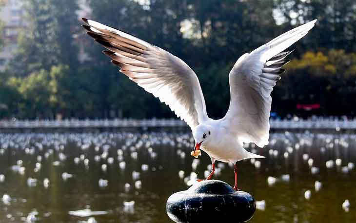 昆明翠湖公園的海鷗什么時候走，何時搬家？.jpg