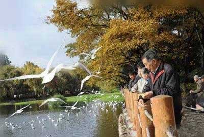 冬天去昆明哪里看海鷗？環(huán)西橋大觀河沿岸.jpg