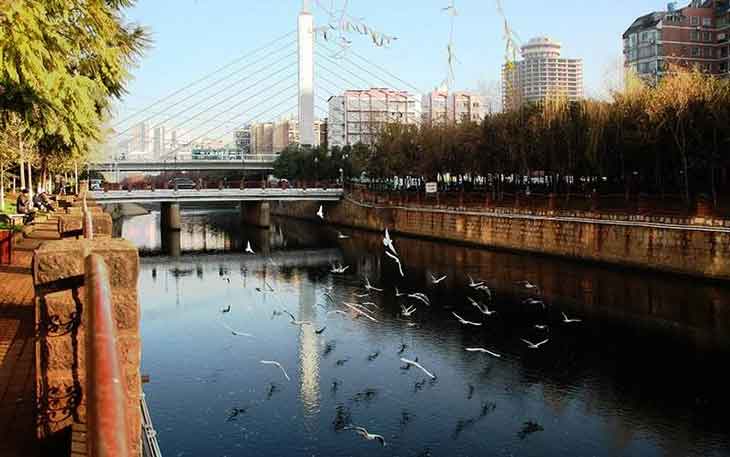 冬天去昆明哪里看海鷗？盤龍江得勝橋和雙龍橋.jpg