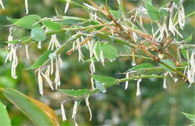 農村俗語：“竹子開花，馬上搬家”，說的是啥意思？.jpg